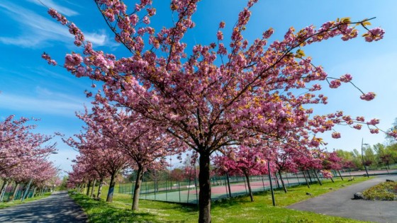 Parc du Tremblay